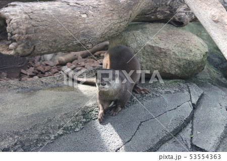 カワウソ 53554363