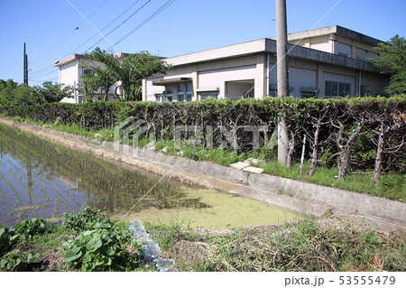 カイズカの樹 53555479