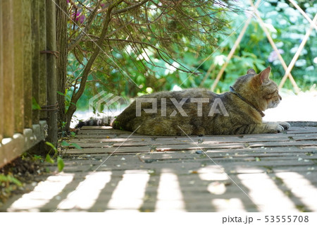 猫・飼い猫・キジトラ・夏日・五月・快晴・寛ぐ・日陰 53555708