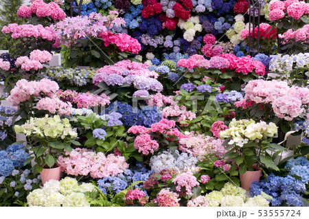 栃木市 とちぎ花センター 新品種のアジサイの写真素材