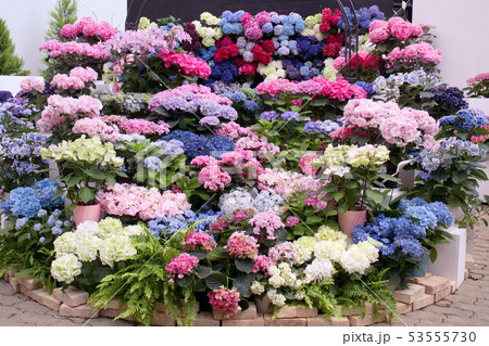 栃木市 とちぎ花センター 新品種のアジサイの写真素材