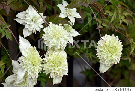 クレマチス(白万重) クレマチス(白万重) 53561145