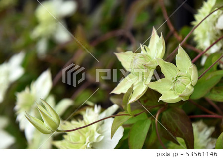 クレマチス(白万重) クレマチス(白万重) 53561146