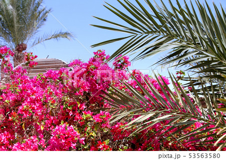 Tropical flowers and palm leaves against blue sky 53563580