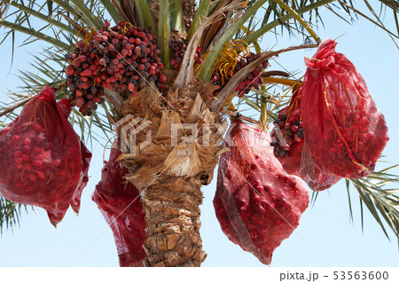 Dates palm tree crop blue sky 53563600