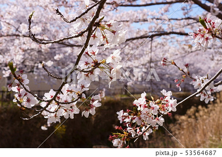 川面を埋める桜 川面を埋める桜 53564687