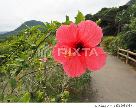 「ハイビスカス」石垣島、玉取崎展望台では冬でも咲く花 53564847