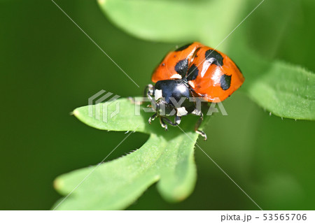 ナナホシテントウムシ 53565706