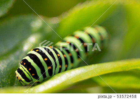 キアゲハ　幼虫 53572458