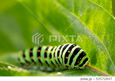 キアゲハ 幼虫 キアゲハ 幼虫 53572647