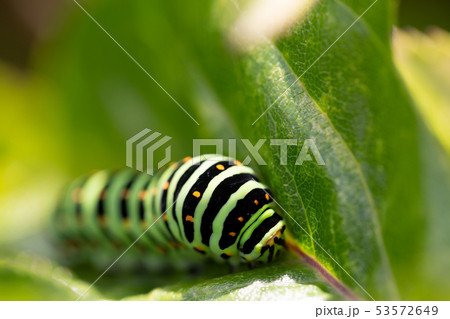 キアゲハ　幼虫 53572649