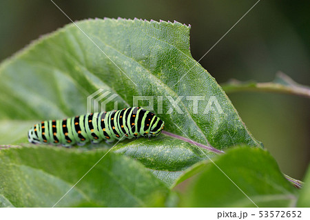 キアゲハ 幼虫 キアゲハ 幼虫 53572652
