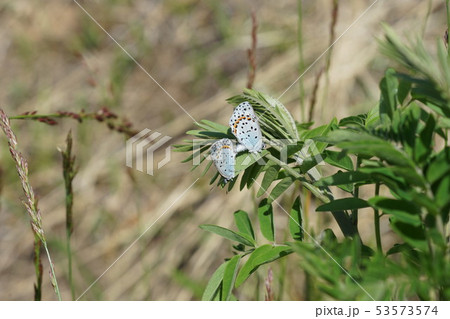 クララで交尾するオオルリシジミ クララで交尾するオオルリシジミ 53573574