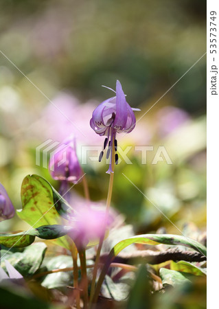 スプリングエフェメラル カタクリの花 スプリングエフェメラル カタクリの花 53573749