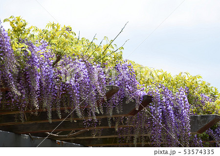 紫が美しいフジの花 紫が美しいフジの花 53574335