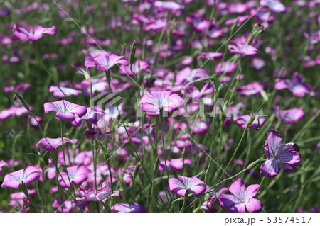 麦ナデシコの花 53574517