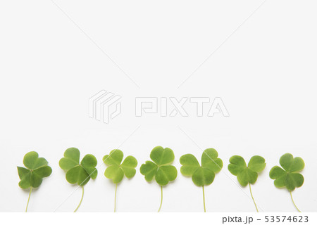 クローバー 53574623