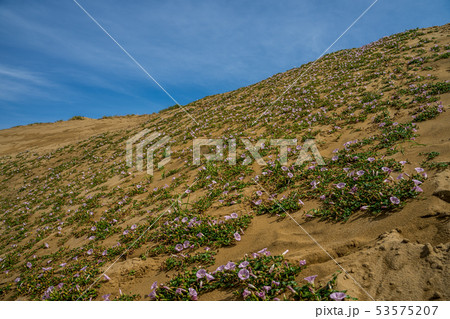 鳥取砂丘に咲くハマヒルガオ 53575207