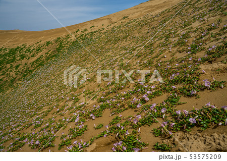 鳥取砂丘に咲くハマヒルガオ 鳥取砂丘に咲くハマヒルガオ 53575209