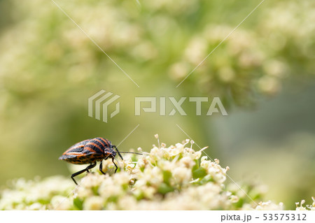 アカスジカメムシ 53575312