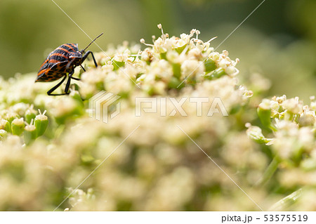 アカスジカメムシ 53575519