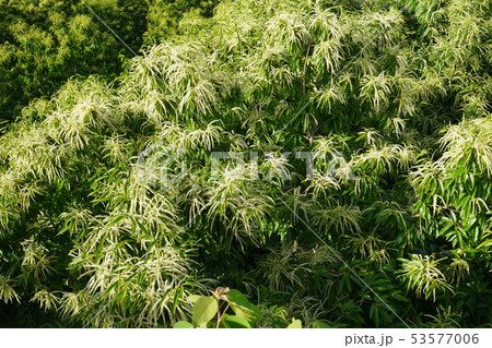 栗の木 栗の花 五月 満開 栗の写真素材