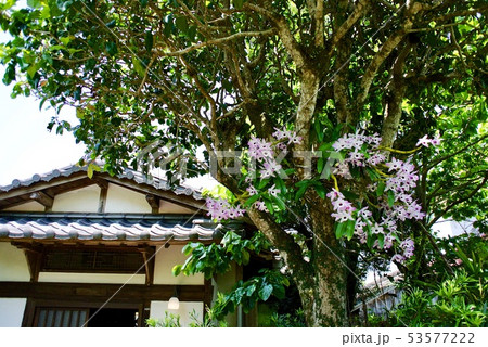 【鹿児島】欄の宿り木 【鹿児島】欄の宿り木 53577222