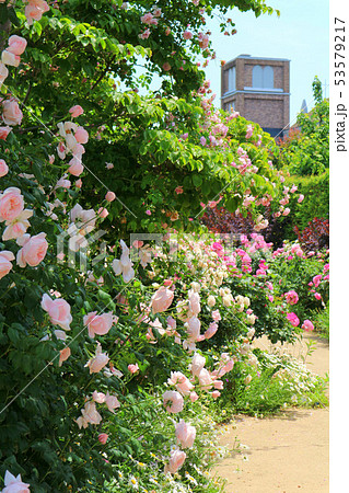 東武トレジャーガーデン イングリッシュローズガーデンのバラと教会 5月 群馬県館林市の写真素材