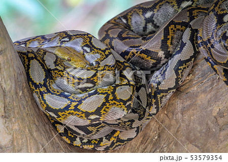Head burmese python in body on stick tree at Head burmese python in body on stick tree at 53579354