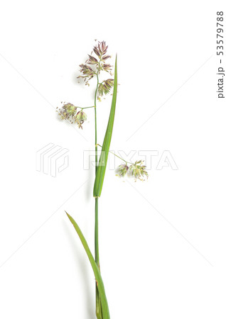 closeup of wild grass with seeds 53579788