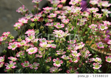 クモマソウの花 53588010