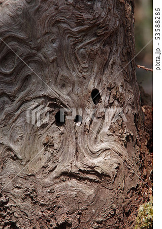 サルの顔に見える木の幹 53588286