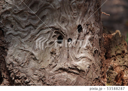 サルの顔に見える木の幹 53588287