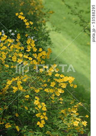 名古屋城外堀の山吹の花 名古屋城外堀の山吹の花 53588295