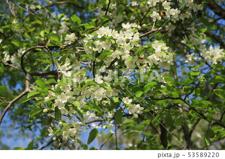 満開のコナシ 53589220