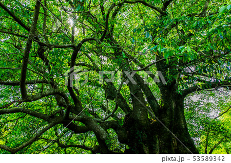 小長井のオガタマノキ 【長崎県諫早市小長井町】 小長井のオガタマノキ 【長崎県諫早市小長井町】 53589342