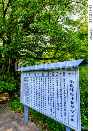 小長井のオガタマノキ 【長崎県諫早市小長井町】 小長井のオガタマノキ 【長崎県諫早市小長井町】 53589345