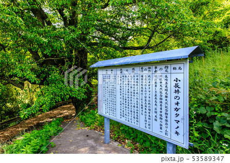 小長井のオガタマノキ　【長崎県諫早市小長井町】 53589347