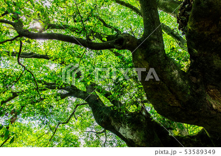 小長井のオガタマノキ　【長崎県諫早市小長井町】 53589349