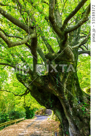 小長井のオガタマノキ　【長崎県諫早市小長井町】 53589372