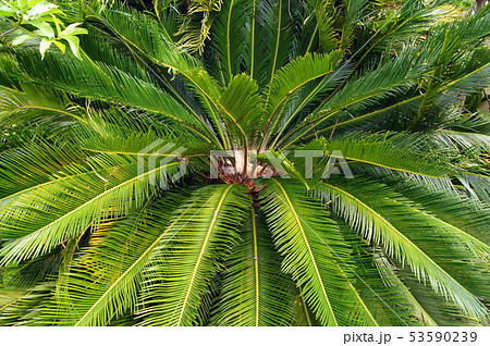 ソテツ 雌花の蕾 の写真素材