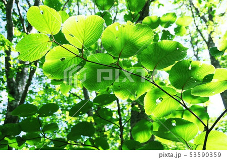 日光浴びたオオカメノキの葉　磐梯山 53590359