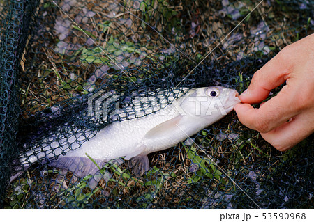 Freshwater fish on green grass. 53590968