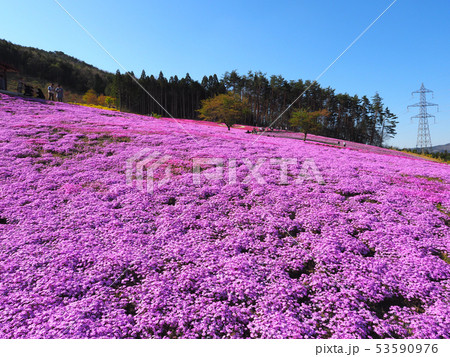 芝桜 53590976