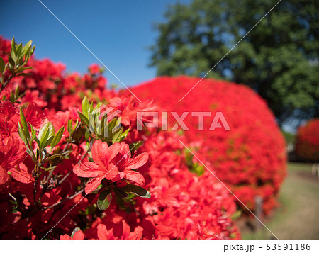 偕楽園　ツツジ 53591186