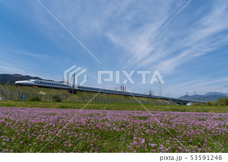 蓮華畑と東海道新幹線N700系 53591246