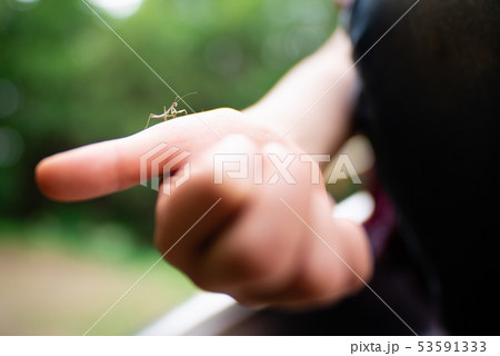 子供の手に乗った小さなカマキリ 子供の手に乗った小さなカマキリ 53591333