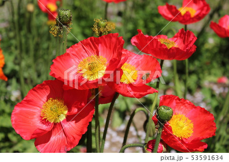 紅のポピー ・。+:*Red Poppy*+。:*.◦・ 紅のポピー ・。+:*Red Poppy*+。:*.◦・ 53591634