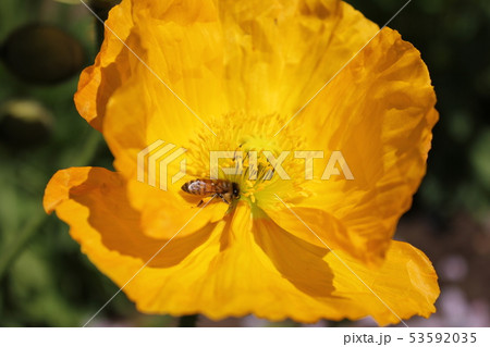 ポピーとみつばち　・。＋:＊Poppy＊＋。:*.◦・ 53592035