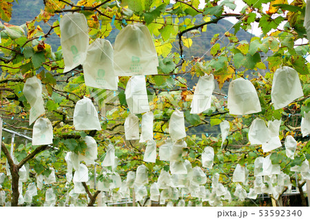 農耕 農業 秋の季節 53592340